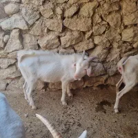 فروش کهره بذری نژاد سانن اصل دوبُر|حیوانات مزرعه|شیراز, شهرک سراج‎|دیوار
