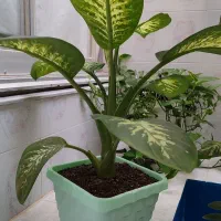 گل آپارتمان