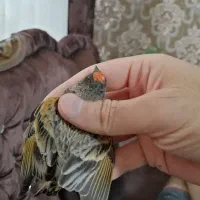 گلبسر نر گلدار زعفرونی دهن سره