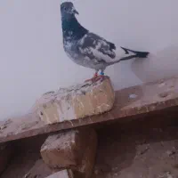 کفتر|پرنده|بروجرد, |دیوار