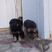 توله ژرمن نر وماده تعداد محدود