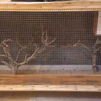 قفس پرنده|لوازم جانبی حیوانات|طرقبه, |دیوار