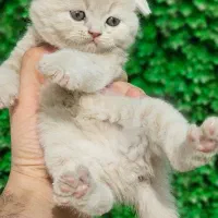 مرکز گربه با تخفیف|گربه|کرج, چهارصد دستگاه|دیوار