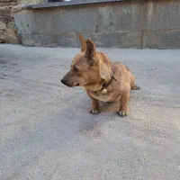 پاپی روباهی