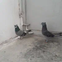 کبوتر|حیوانات|قم, انصارالحسین|دیوار