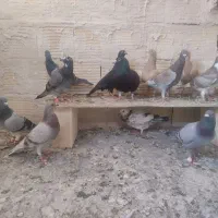 کبوتر المانی