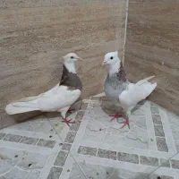 طوقی درجه یک