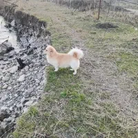 سگ سگ|سگ|چالوس, |دیوار