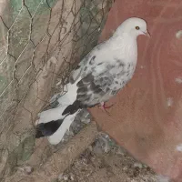 تکپر و دورگ کبوتر مال علی آباد