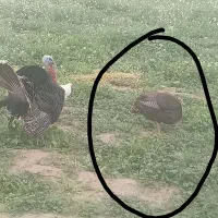 بوقلمون کرچ با ۱۵ تخم