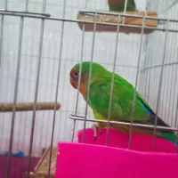 طوطی بزریلی|پرنده|پاکدشت, پاکدشت (مامازند)|دیوار