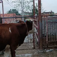 تلیسه گاوپنج ماه ابست