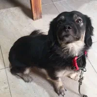 فروش سگ پاکوتاه استینف