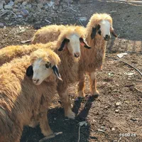 بره شیشک ابسن بی مثل|حیوانات مزرعه|شیراز, شاپورجان|دیوار