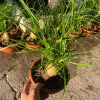 گل لیندا بونسای|گل و گیاه طبیعی|رشت, بیجارپس|دیوار