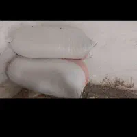 شالی بذری