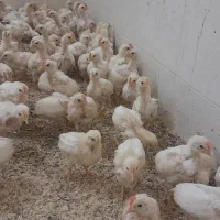 جوجه خروس ۴۵ روزه