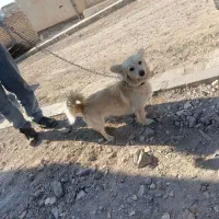 سگ نژاد دار پاگوتاه