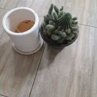 گل و گلدان|گل و گیاه طبیعی|فولادشهر, C8|دیوار