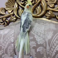 عروس هلندی دوکت مرواریدی تاج پرنسسی چشم فالو|پرنده|مشهد, یوسفیه (شهرک غرب)|دیوار