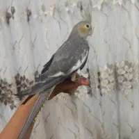 عروس هلندی
