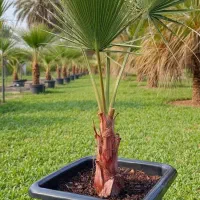 پالم واشنگتن با ۳ عدد پالم هدیه