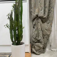 گل های طبیعی شامادورا اریکا کاکتوس|گل و گیاه طبیعی|شهریار, رزکان|دیوار