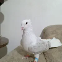 یگ کت هفرنگ نر|پرنده|سبزوار, میدان بار|دیوار