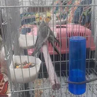 دوعدد عروس هلندی یک ساله همراه با قفس