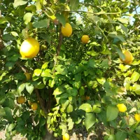 باغ-1300-متری-با-چهاردیواری-و-درب-انشعاب-برق-و-اب