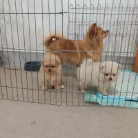 سگ پامر مادر و ۲ تا توله