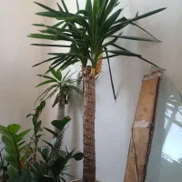 گل یوکا|گل و گیاه طبیعی|نسیم‌شهر, |دیوار