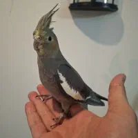 ماده عروس سینامون ارام ورام