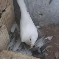 جفت خوش ذات با تخم