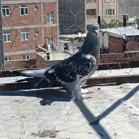 پرنده