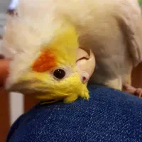 جفت عروس هلندی مولد نر دستی و سخنگو