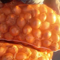 خرید و فروش پیاز عمده|خدمات باغبانی و درختکاری|بناب, |دیوار