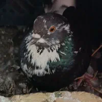 کفتر|پرنده|کهنوج, |دیوار