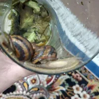 حلزون شمالی|خزنده|شیراز, ده پیاله|دیوار