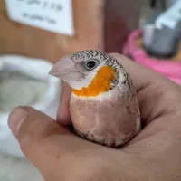 یک جفت فنچ گلو بریده