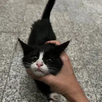 واگذاری بچه‌گربه‌ رایگان|گربه|مشهد, زیبا شهر|دیوار