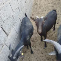 دو راس بز مورسیاه اصل