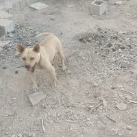 پیتبول ماده|سگ|اصفهان, تیران|دیوار