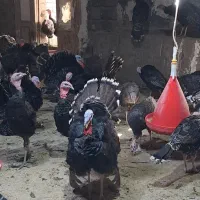 بوقلمون برنز|حیوانات مزرعه|مبارکه, |دیوار