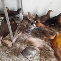 فروش جوجه|حیوانات مزرعه|زاهدان, |دیوار