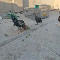 خروس ومرغ بومی وشمالی درجه 1