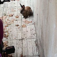 فروش دو عدد خرگوش هر کدام صد تومن