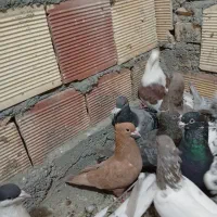 40عدد کبوتر نر همه پرشی|پرنده|مشهد, وکیل‌آباد|دیوار