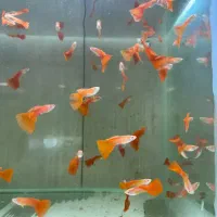 گوپی فول رد ۵عدد ۳۰۰