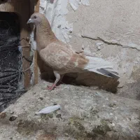کفتر رنگی پرشی طوقی